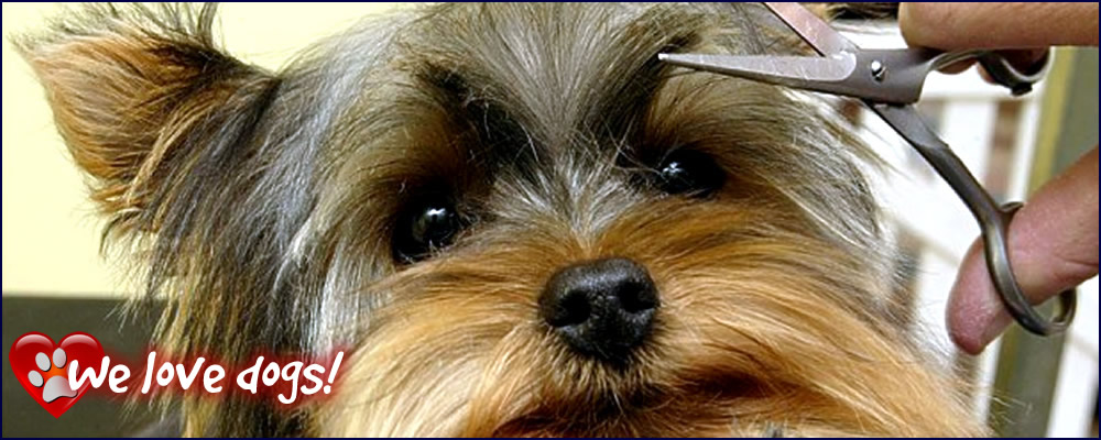 yorkie